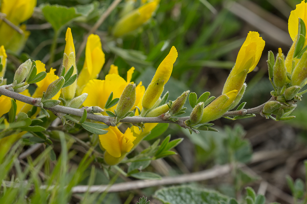 Изображение особи Chamaecytisus ruthenicus.