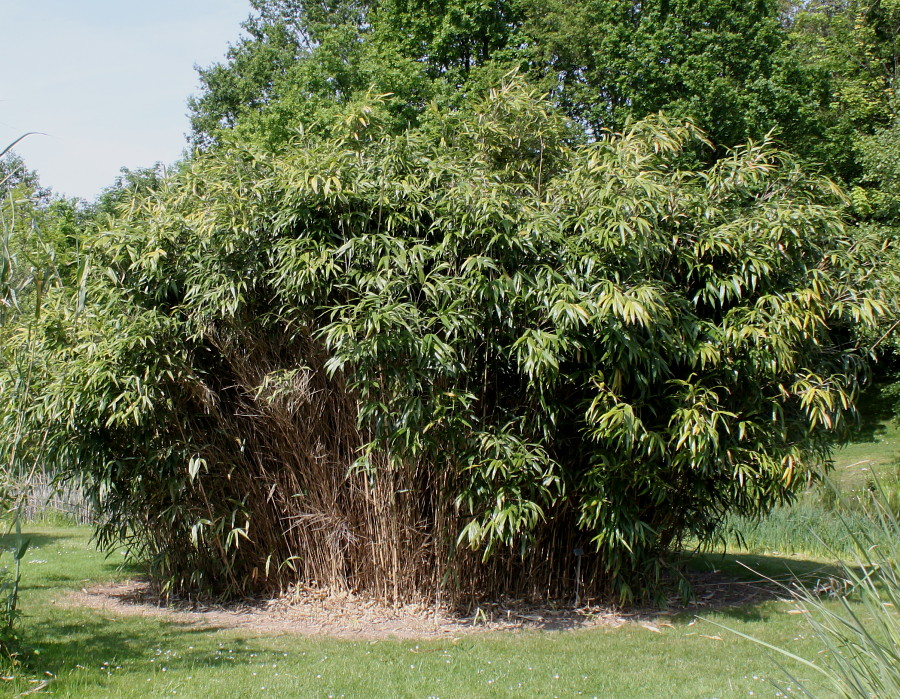 Изображение особи Pseudosasa japonica.