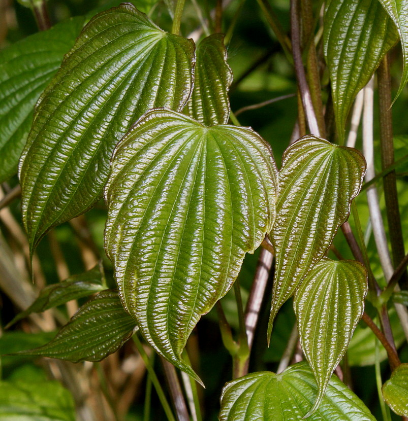 Image of Dioscorea villosa specimen.