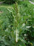 Rumex aquaticus