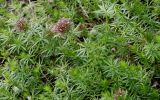 Phuopsis stylosa. Цветущие растения. Германия, г. Дюссельдорф, Ботанический сад университета. 02.06.2014.