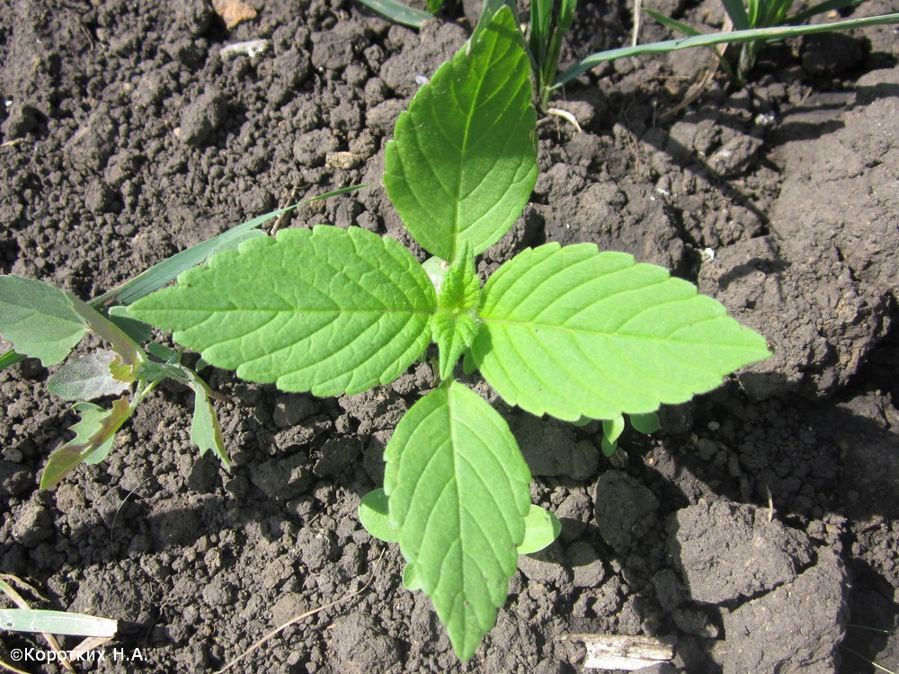 Изображение особи Galeopsis tetrahit.