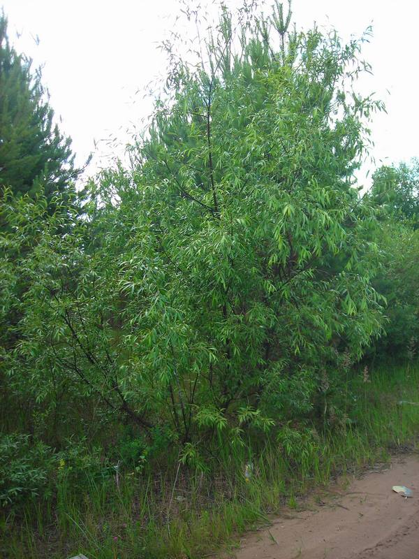 Image of Salix acutifolia specimen.