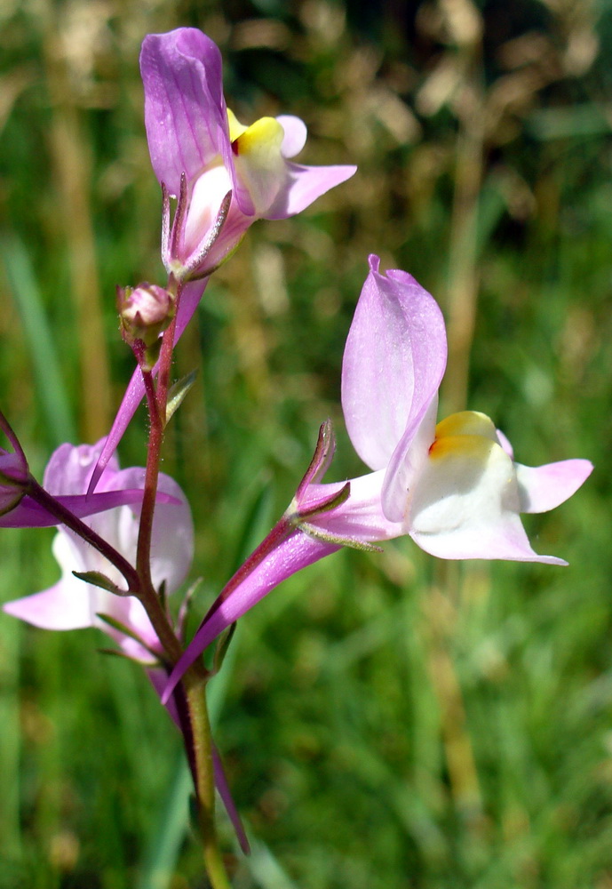 Image of Linaria incarnata specimen.