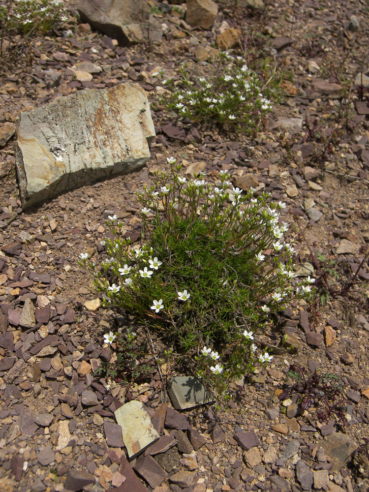 Image of Minuartia oreina specimen.