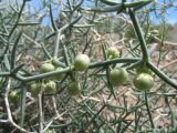 Asparagus breslerianus. Часть веточки с незрелыми плодами. Казахстан, южные отроги Джунгарского Алатау к зап. от с. Коктал. 4 мая 2013 г.