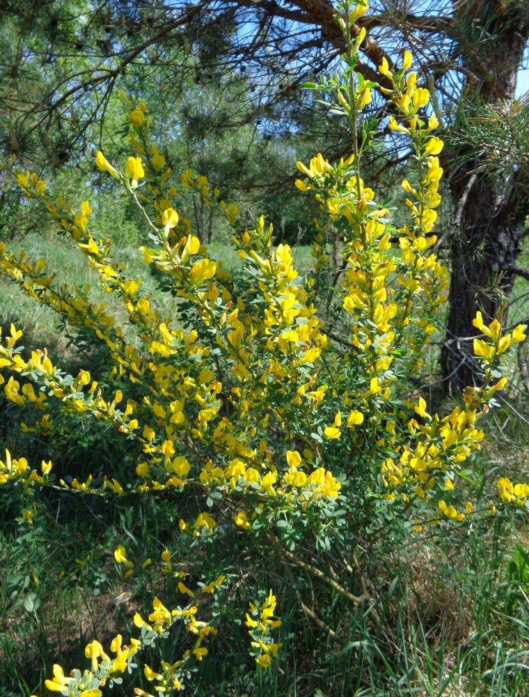 Image of Chamaecytisus ruthenicus specimen.