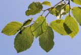 Hamamelis mollis