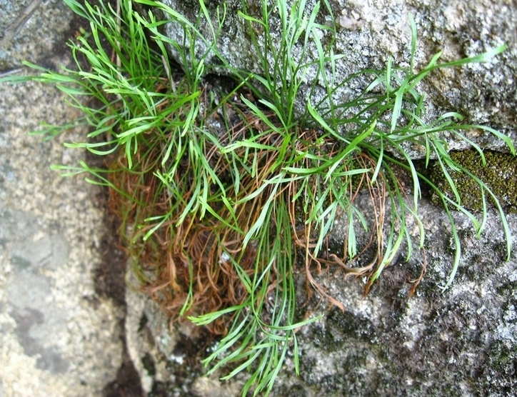 Image of Asplenium septentrionale specimen.