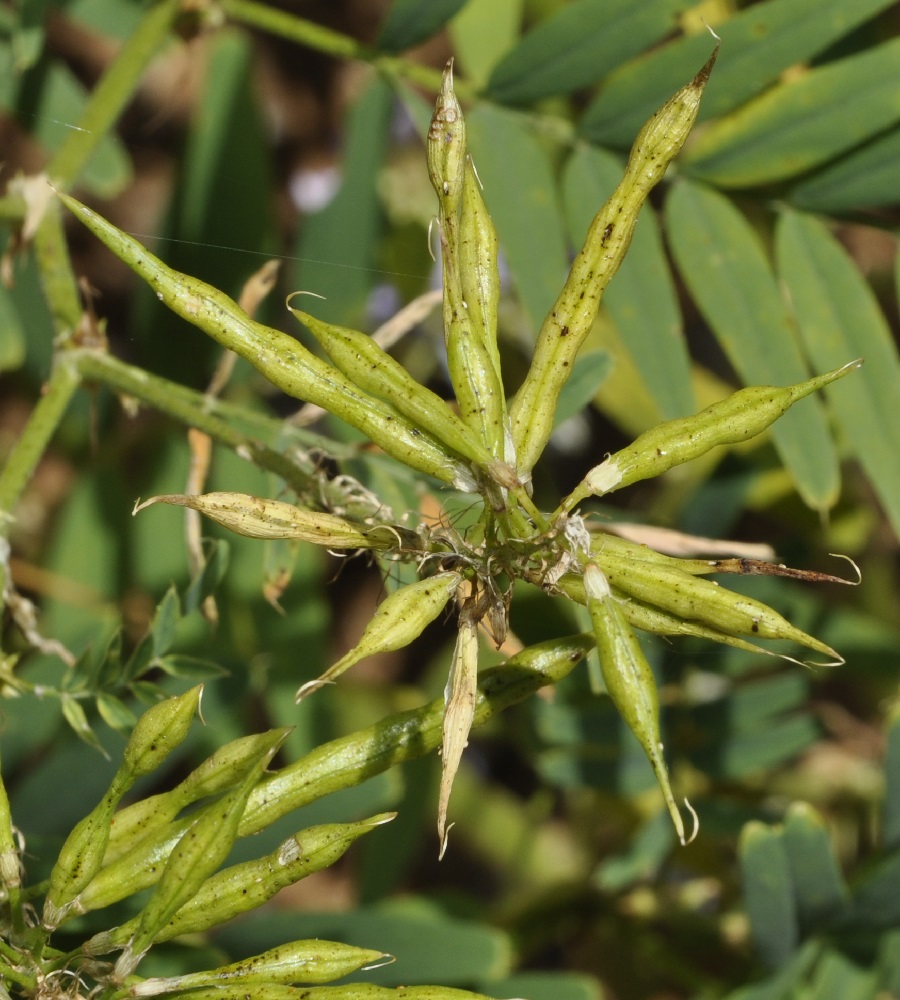 Изображение особи Galega officinalis.