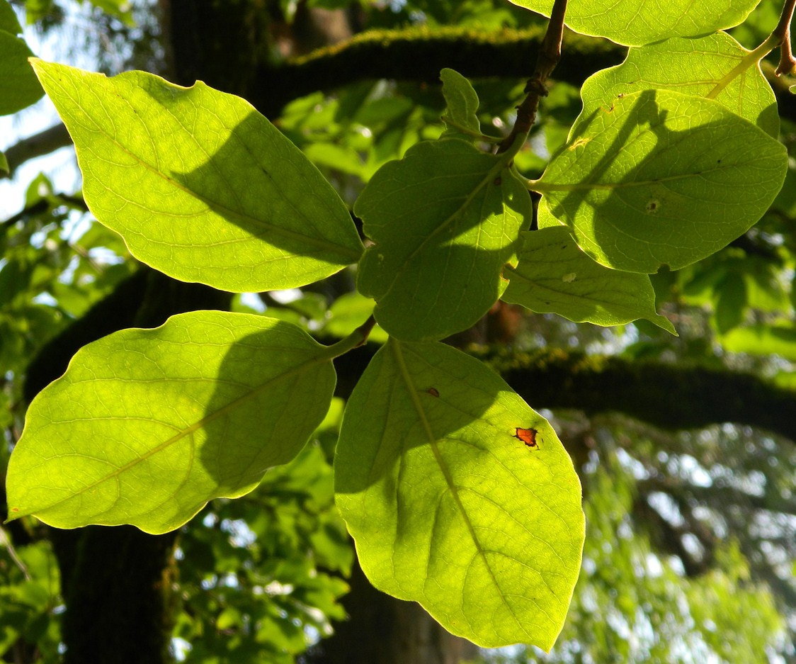 Image of Diospyros kaki specimen.