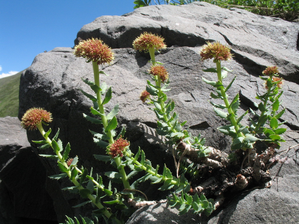 Изображение особи Rhodiola heterodonta.