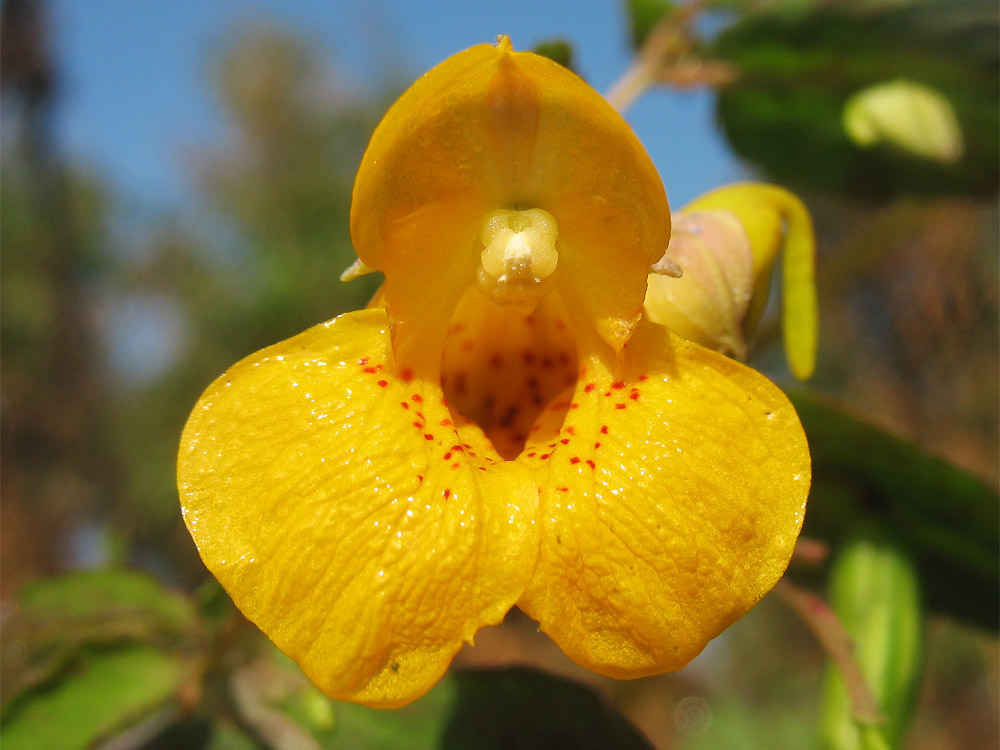 Изображение особи Impatiens capensis.