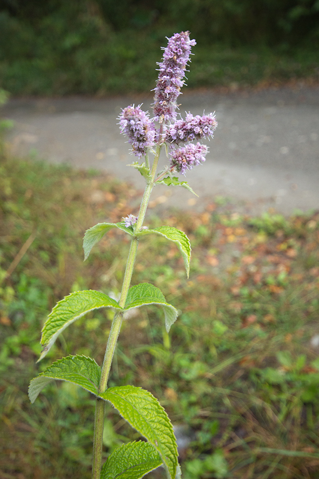 Изображение особи Mentha longifolia.