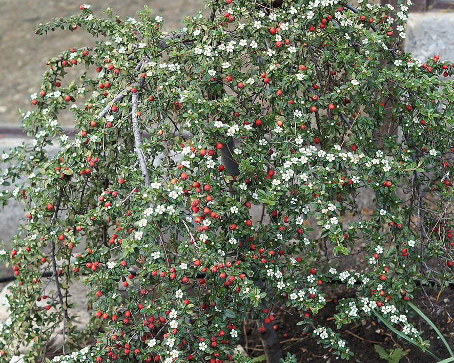 Изображение особи род Cotoneaster.