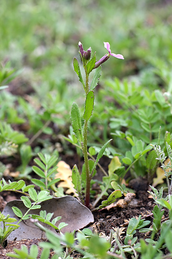 Изображение особи Chorispora tenella.