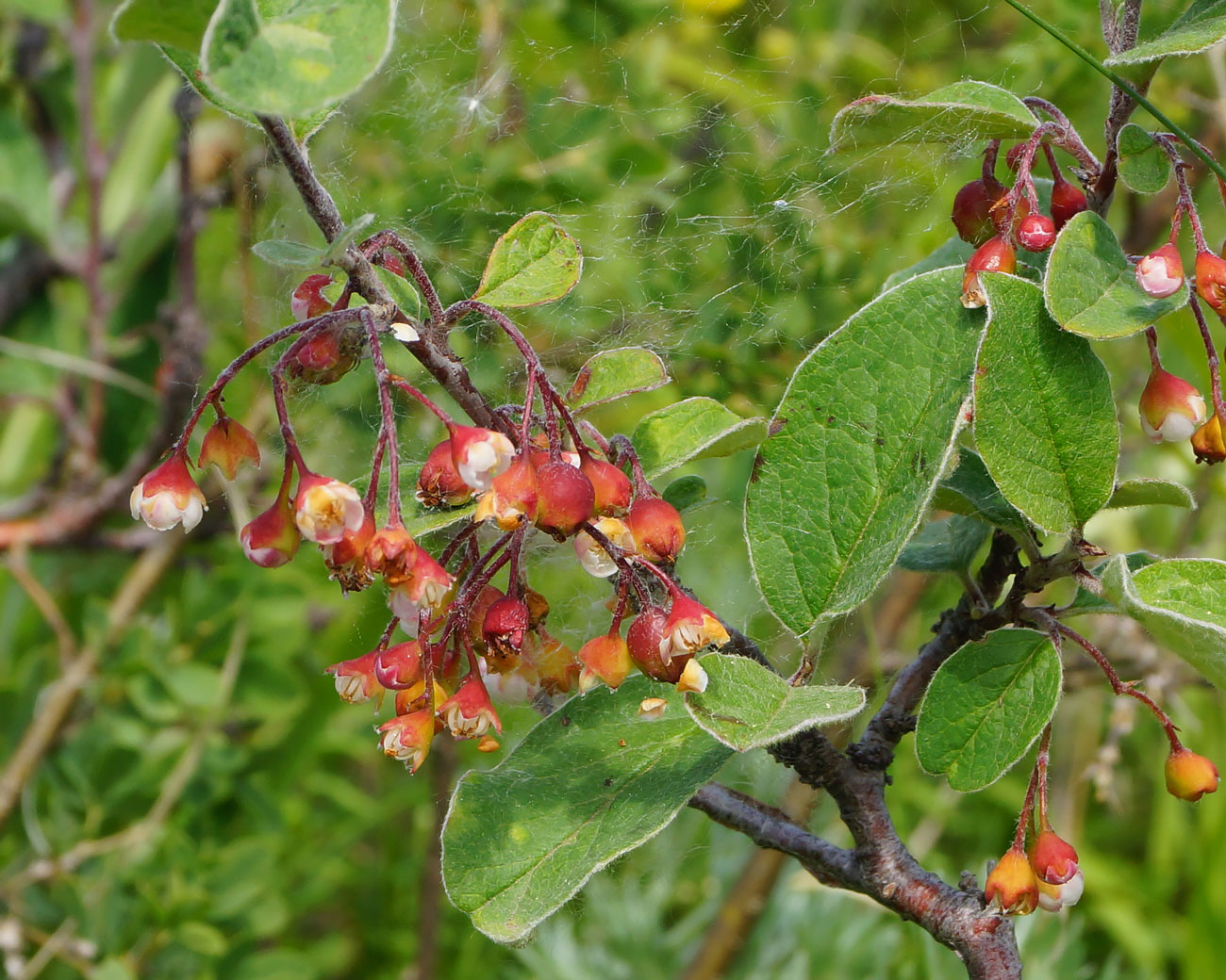 Image of Cotoneaster melanocarpus specimen.