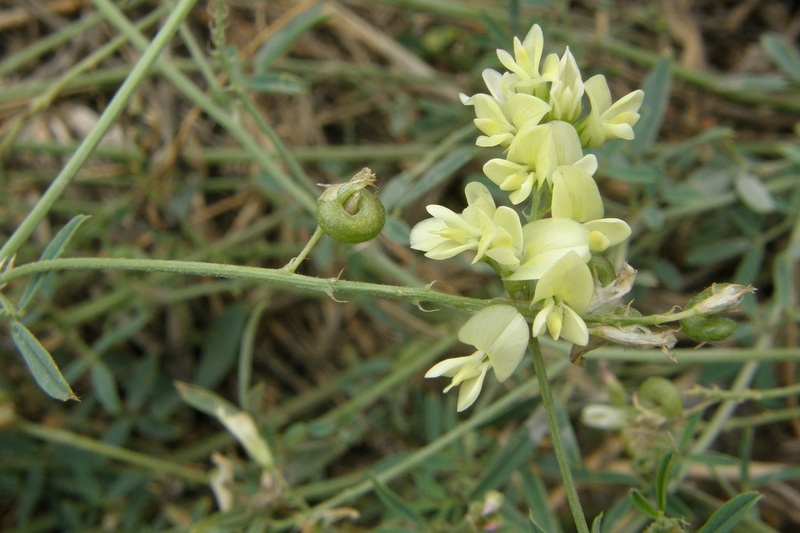 Изображение особи Medicago &times; varia.