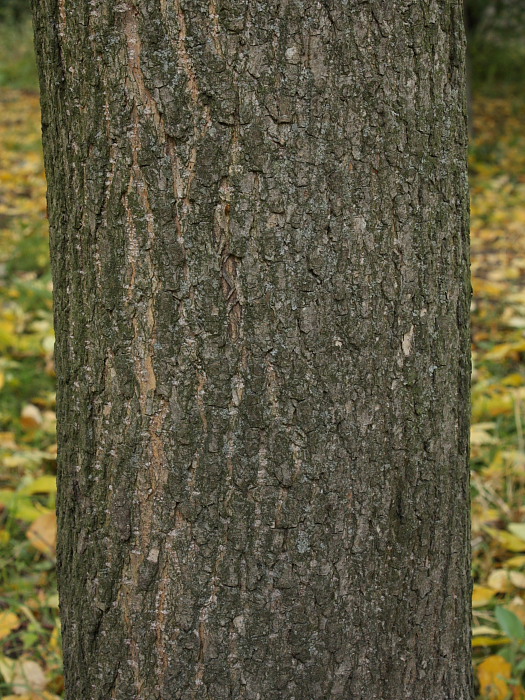 Изображение особи Fraxinus pennsylvanica.