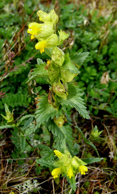 Изображение особи Rhinanthus groenlandicus.