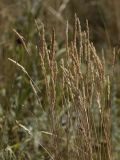 Koeleria macrantha. Верхушки побегов с соплодиями. Белгородская обл., с. Хотмыжск, степь. 02.07.2009.