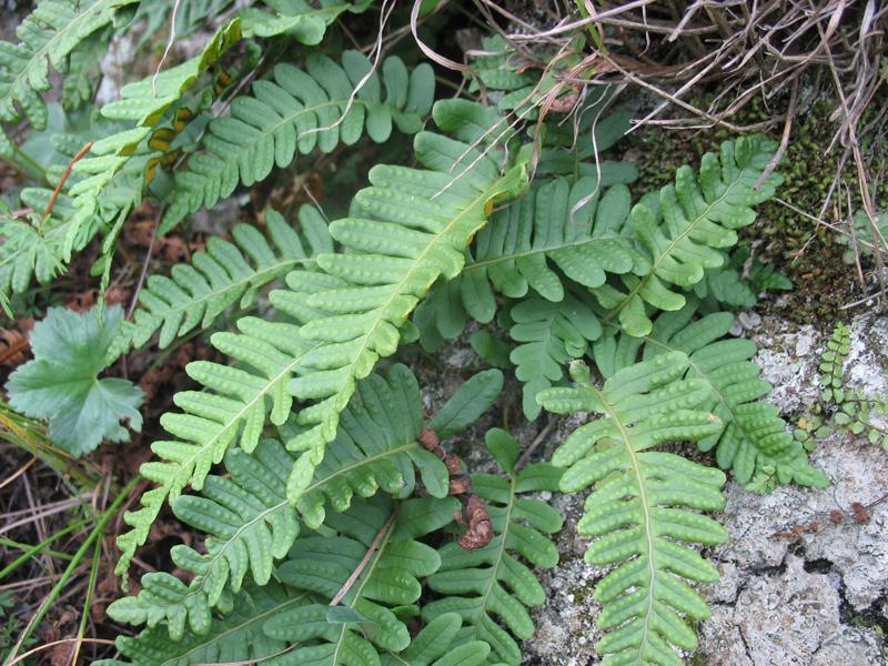 Изображение особи Polypodium vulgare.