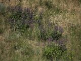 Salvia verticillata