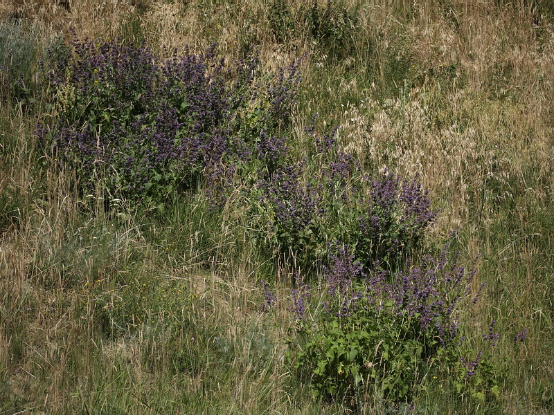 Изображение особи Salvia verticillata.