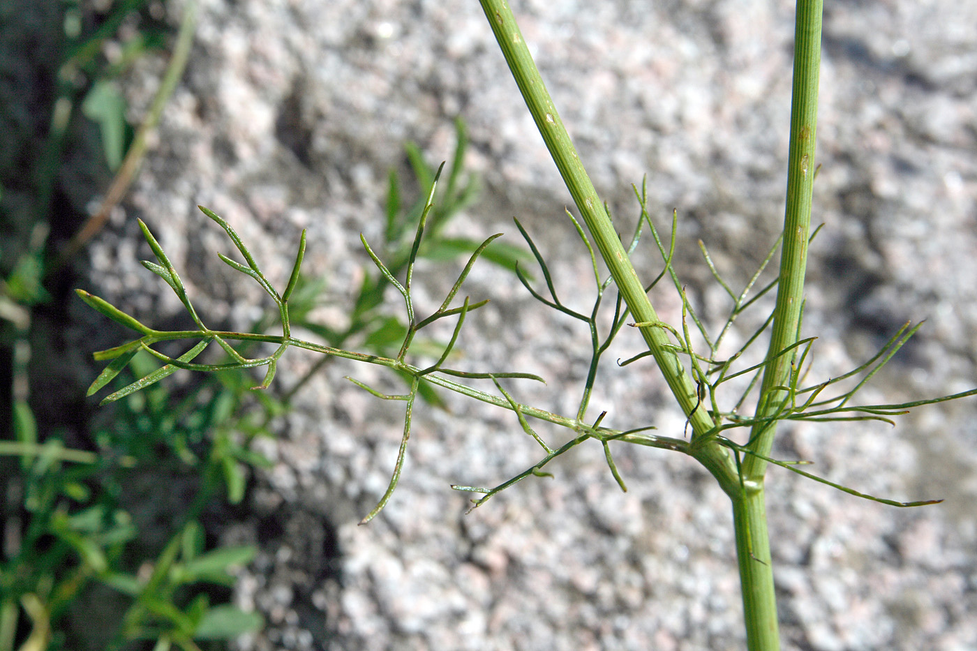 Image of Bunium intermedium specimen.