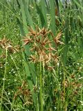 Bolboschoenus glaucus