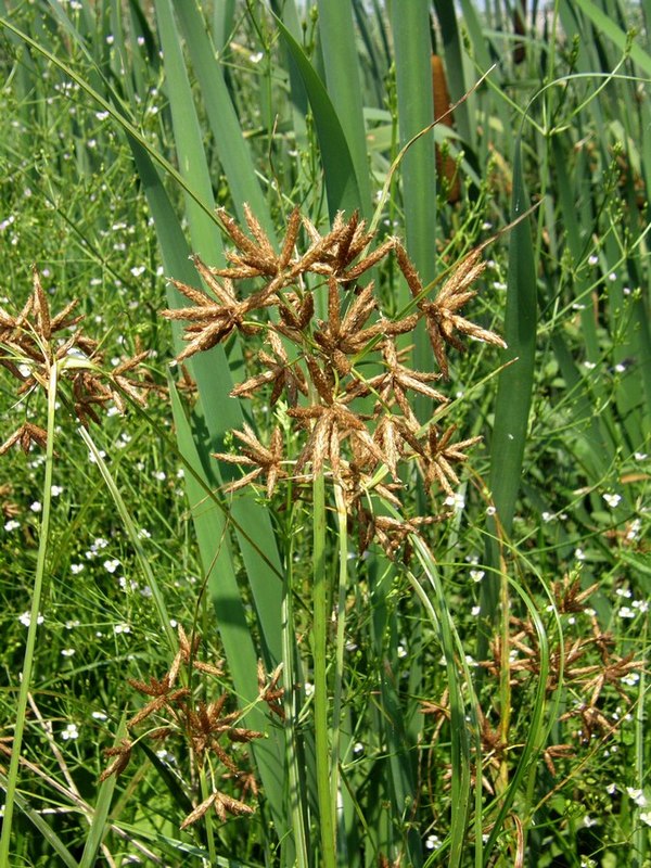 Изображение особи Bolboschoenus glaucus.