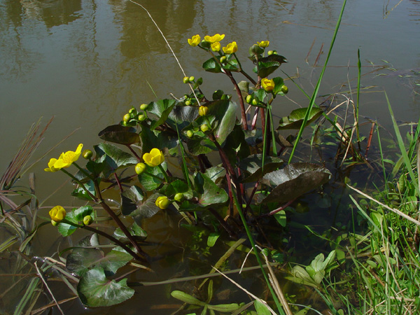 Изображение особи Caltha palustris.