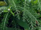 Achillea millefolium