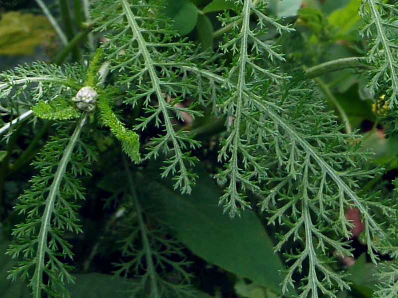 Image of Achillea millefolium specimen.