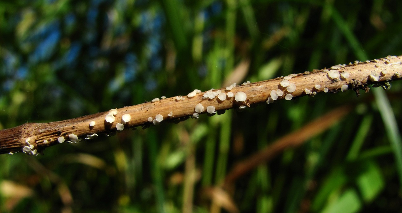 Image of Phalaroides arundinacea specimen.