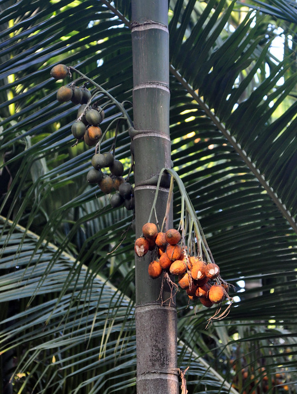 Image of Areca catechu specimen.