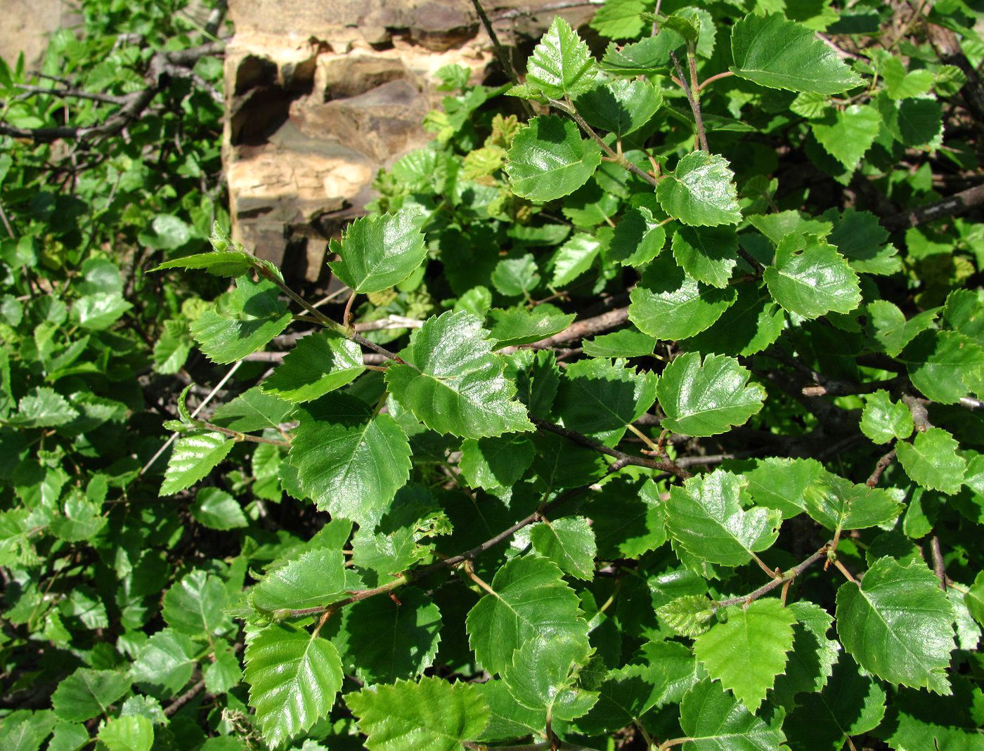 Image of Betula litwinowii specimen.