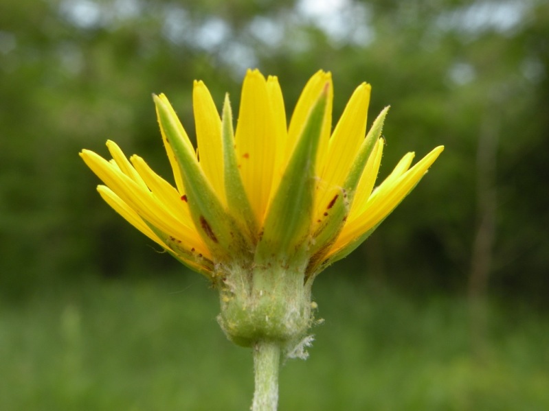 Image of Tragopogon dasyrhynchus specimen.