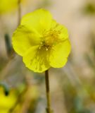 Helianthemum sancti-antonii