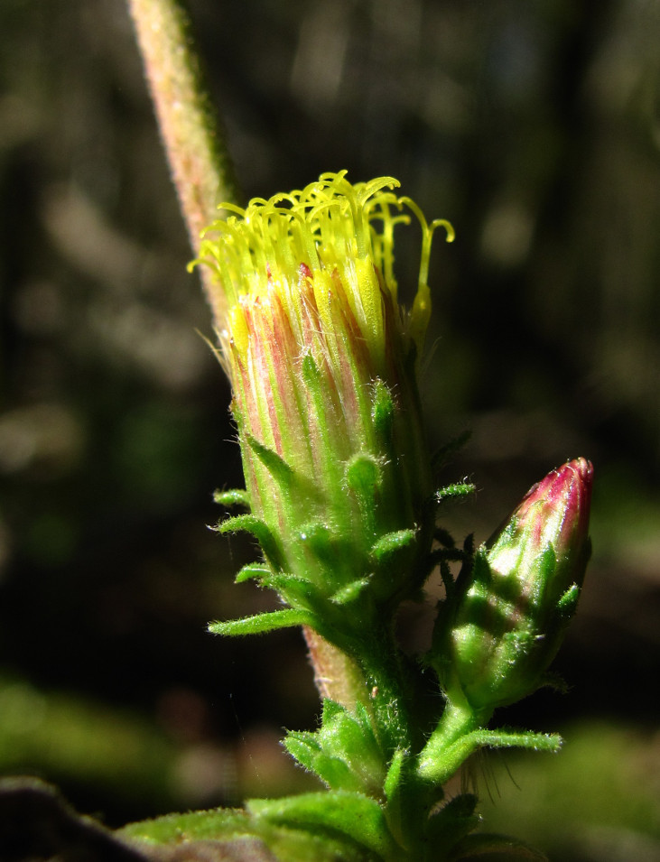 Изображение особи Inula conyza.