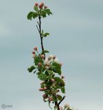 Malus domestica