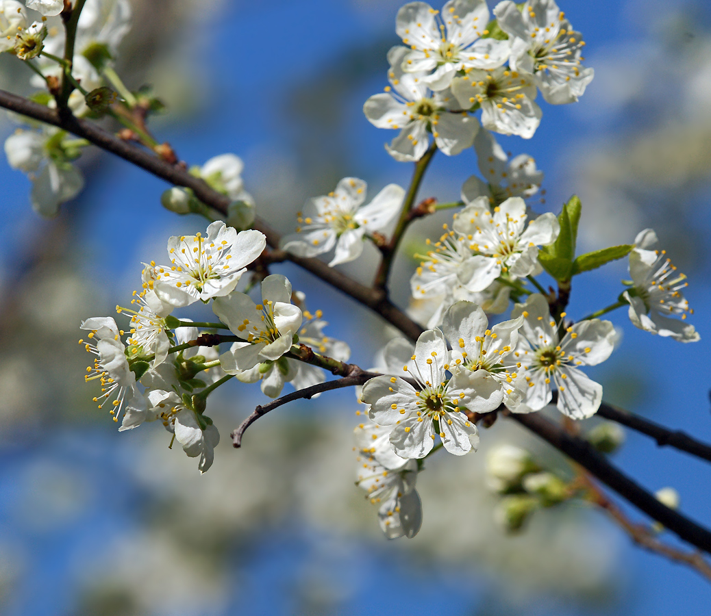 Изображение особи Prunus domestica.