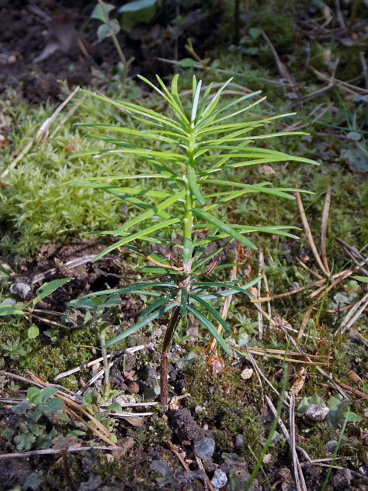 Изображение особи Abies spectabilis.