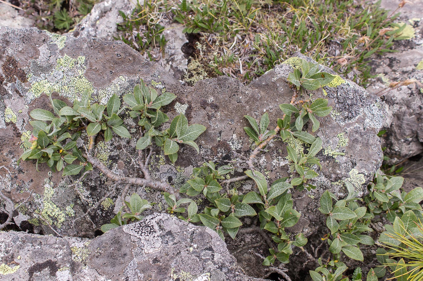 Изображение особи Salix recurvigemmata.