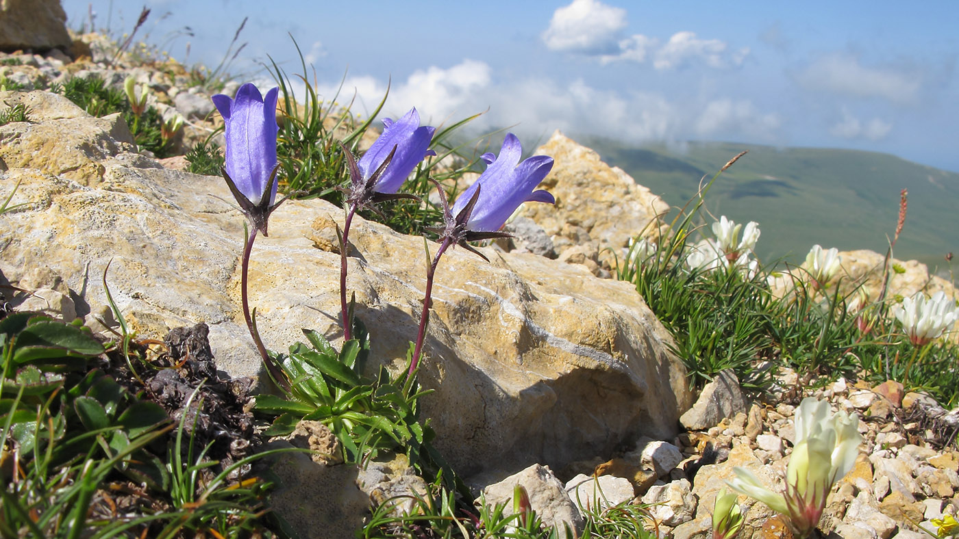 Изображение особи Campanula ciliata.