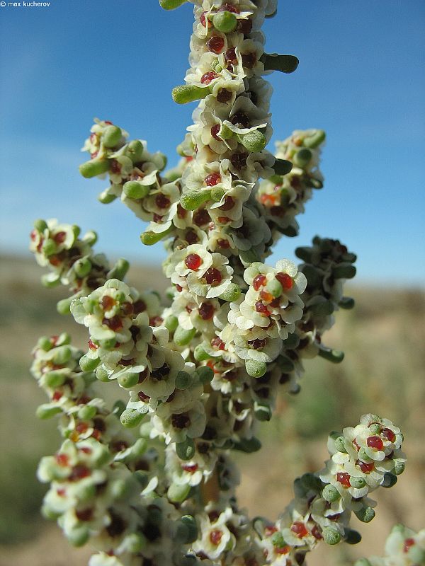 Image of Salsola foliosa specimen.