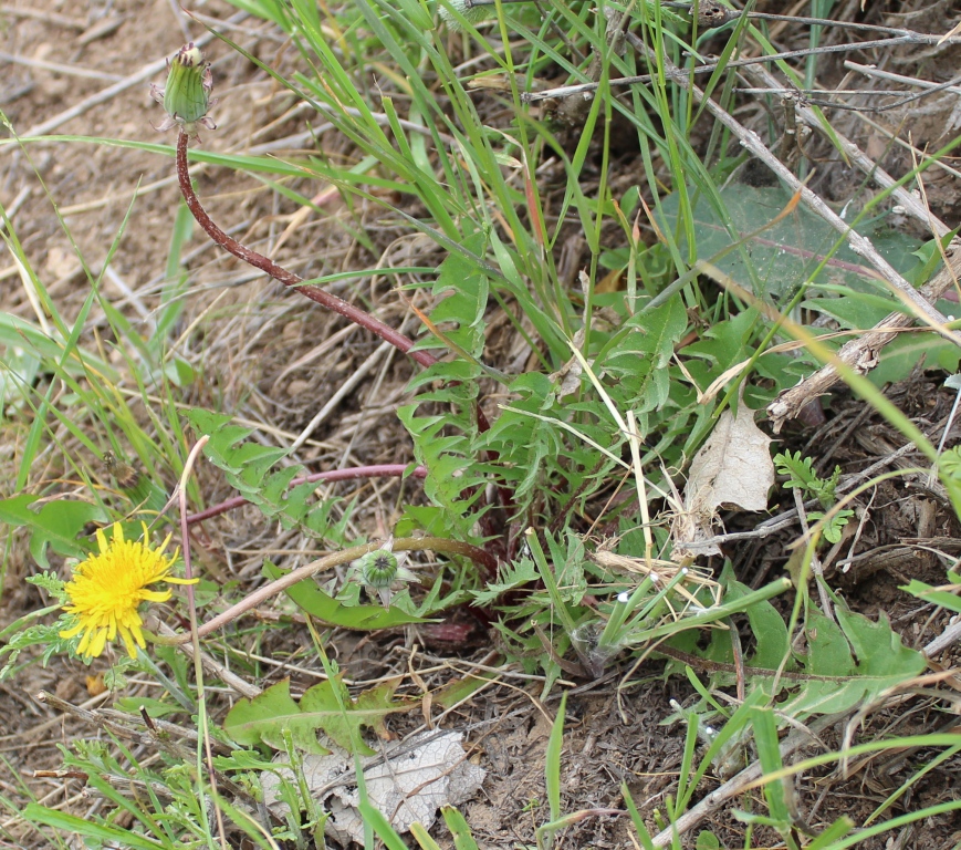 Изображение особи род Taraxacum.