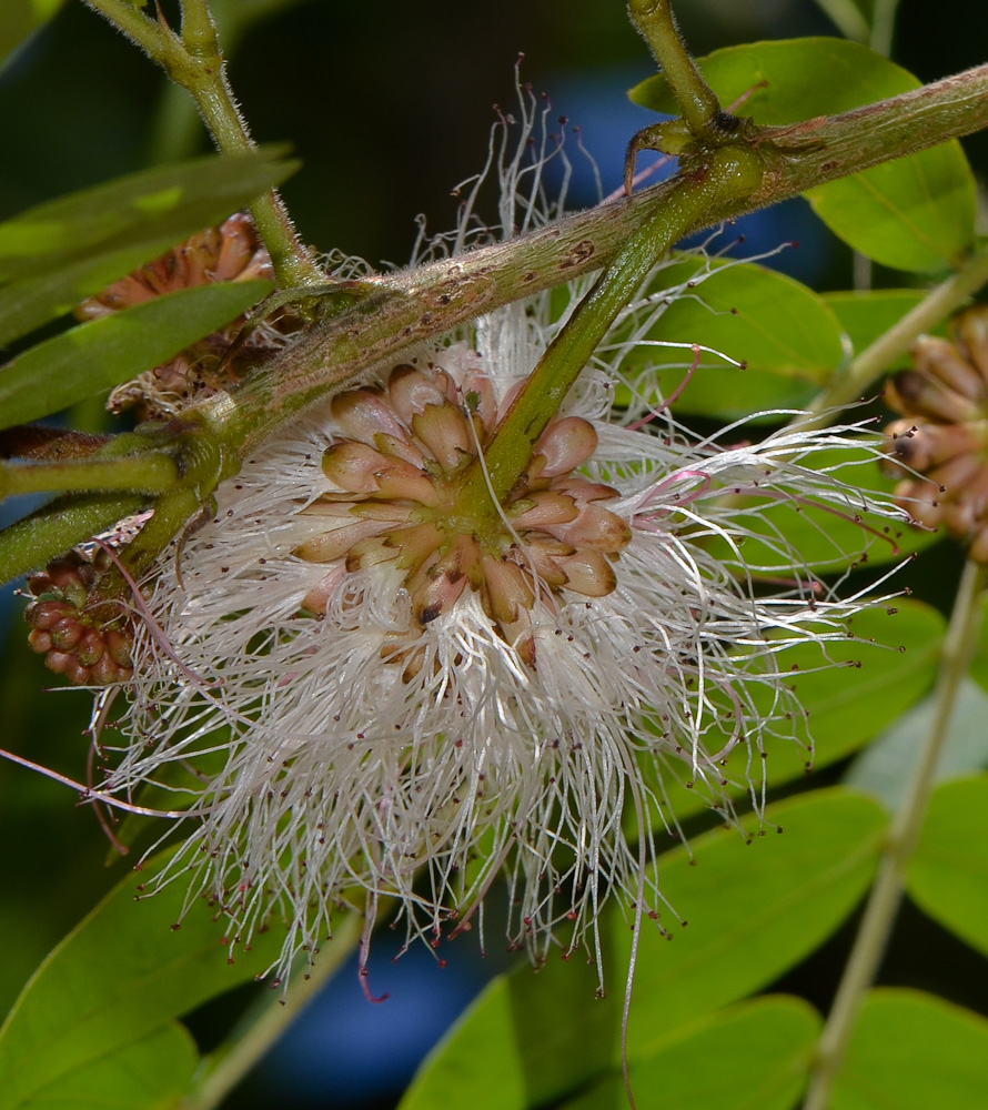 Image of Calliandra haematocephala specimen.