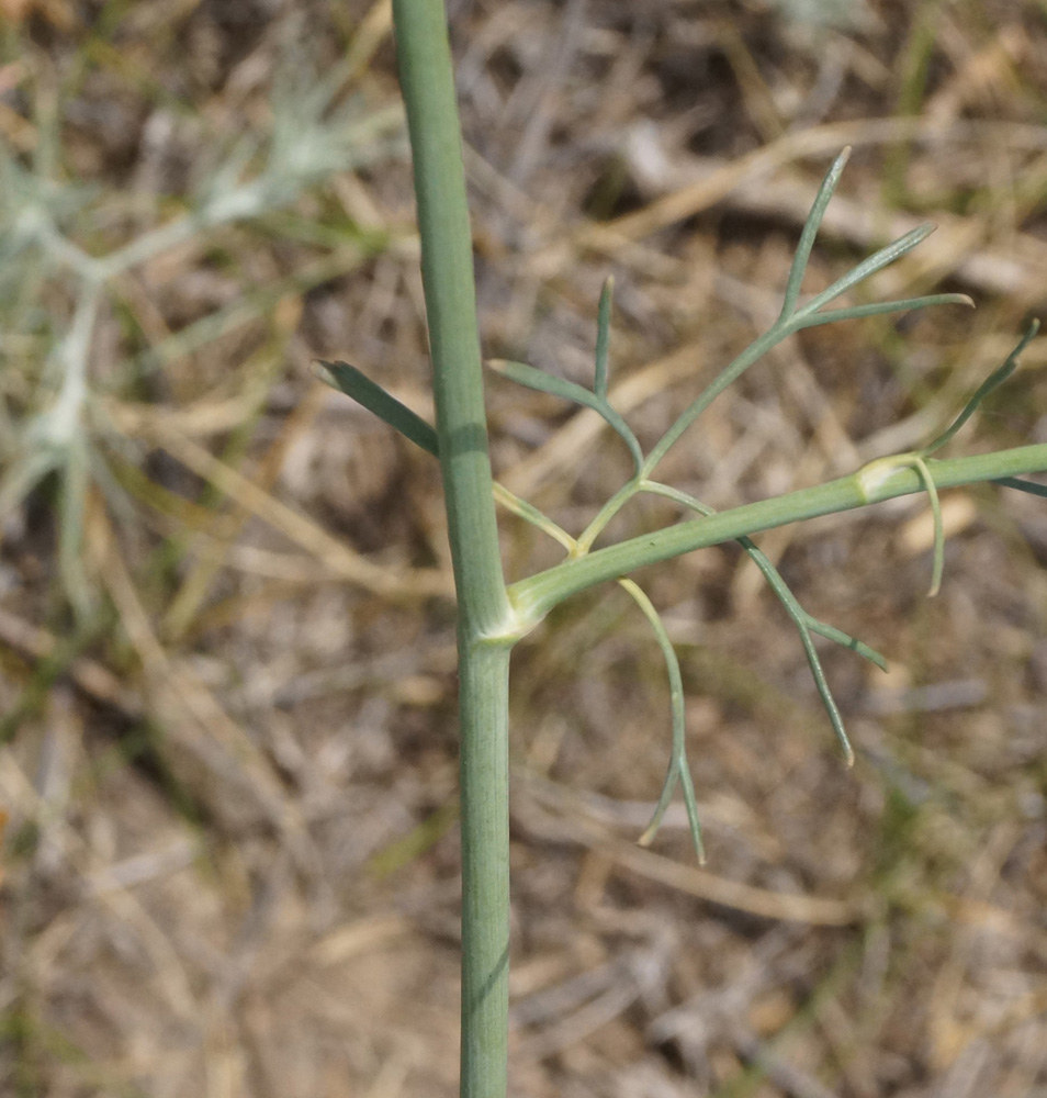 Image of Bunium setaceum specimen.