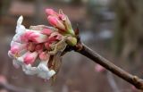 genus Viburnum. Верхушка веточки зацветающего растения. Германия, г. Берлин, уличное озеленение. Январь 2015 г.